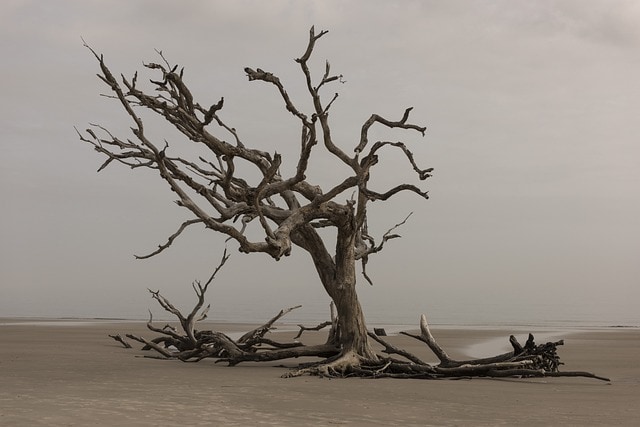 World environment day image of dry tree for represenation